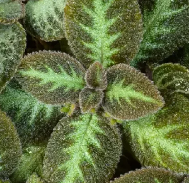 Como plantar e cuidar da Planta tapete da maneira correra