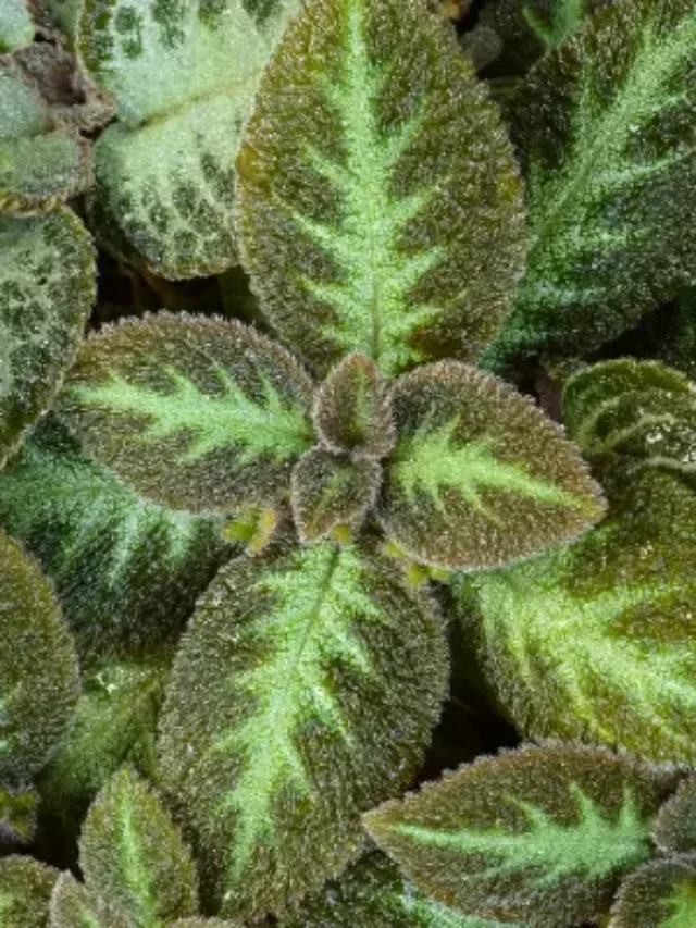 VOCÊ CONHECE A PLANTA TAPETE? SAIBA TUDO E APRENDA A CULTIVAR EM CASA