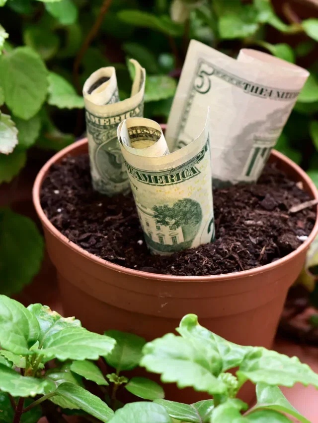 CONHEÇA 7 PLANTAS QUE ATRAEM DINHEIRO SORTE E BOAS ENERGIAS