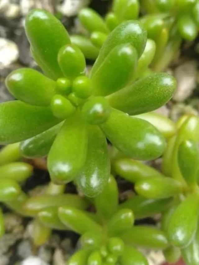 SUCULENTA DEDINHO DE MOÇA DESCUBRA COMO PLANTAR E CULTIVAR