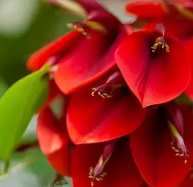 Como plantar e cultivar a Flor de coral em seu jardim