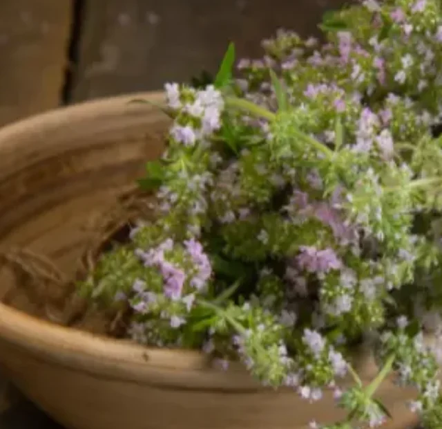 Como plantar e cultivar Tomilho em vaso