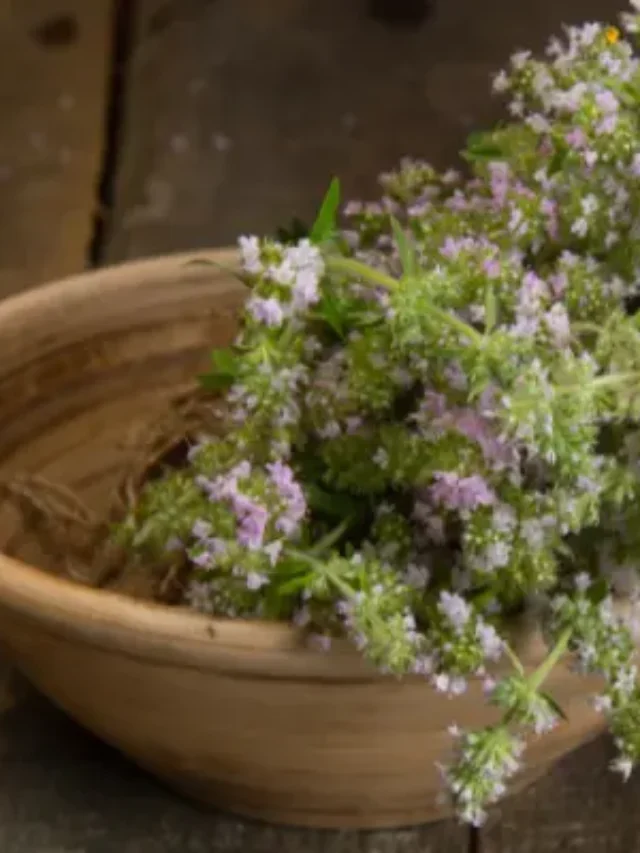 APRENDA DO JEITO FÁCIL E SIMPLES A CULTIVAR TOMILHO EM VASO