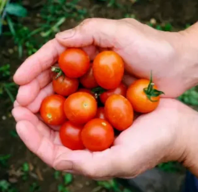 Como plantar e cultivar Tomate cereja