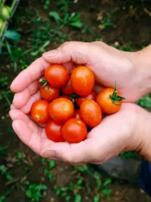 TOMATE CEREJA CULTIVAR EM CASA OU NO APARTAMENTO? SAIBA COMO CULTIVAR