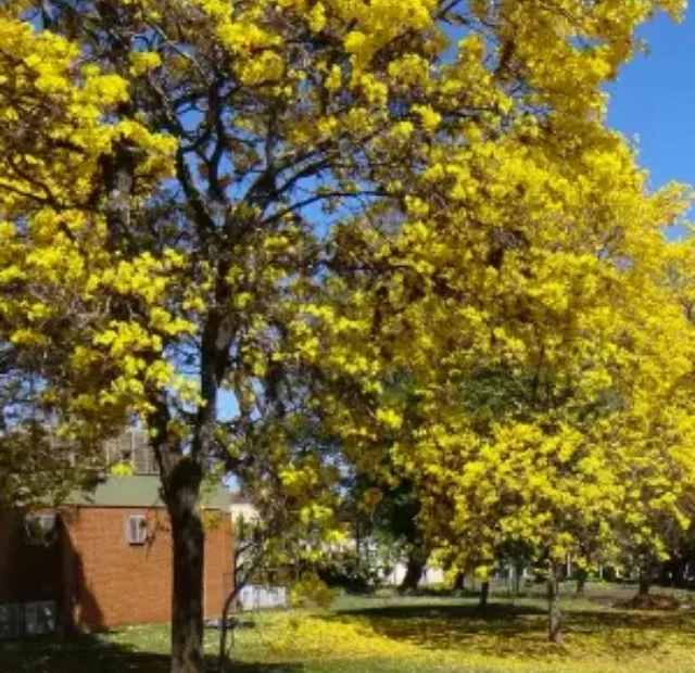 Como cultivar Ipê amarelo e deixe seu jardim mais bonito