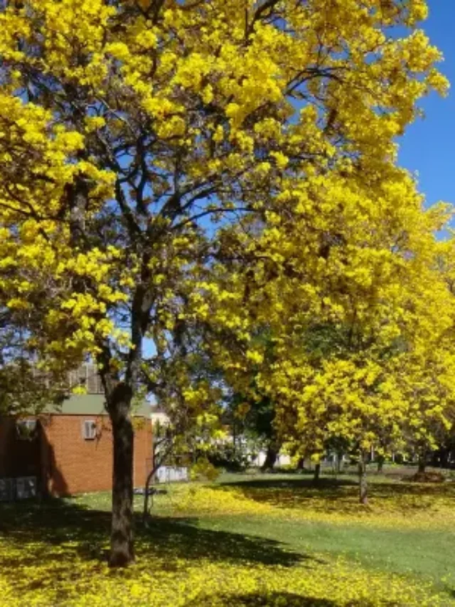 CONHEÇA O LINDO IPÊ AMARELO E DESCUBRA COMO CULTIVAR CORRETAMENTE