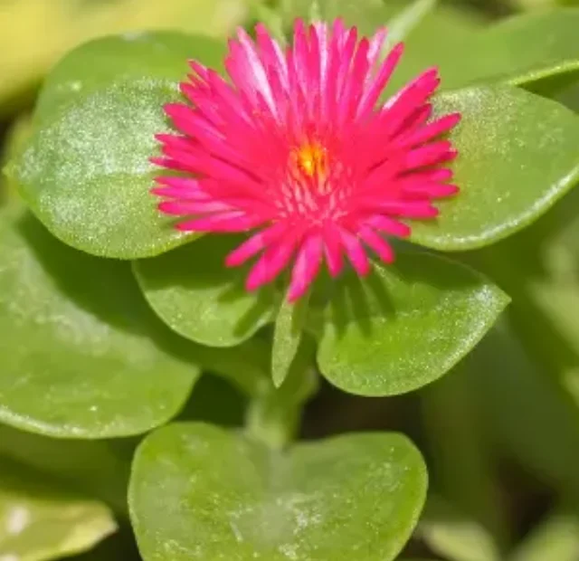 Descubra como cultivar a Suculenta rosinha-do-sol em casa