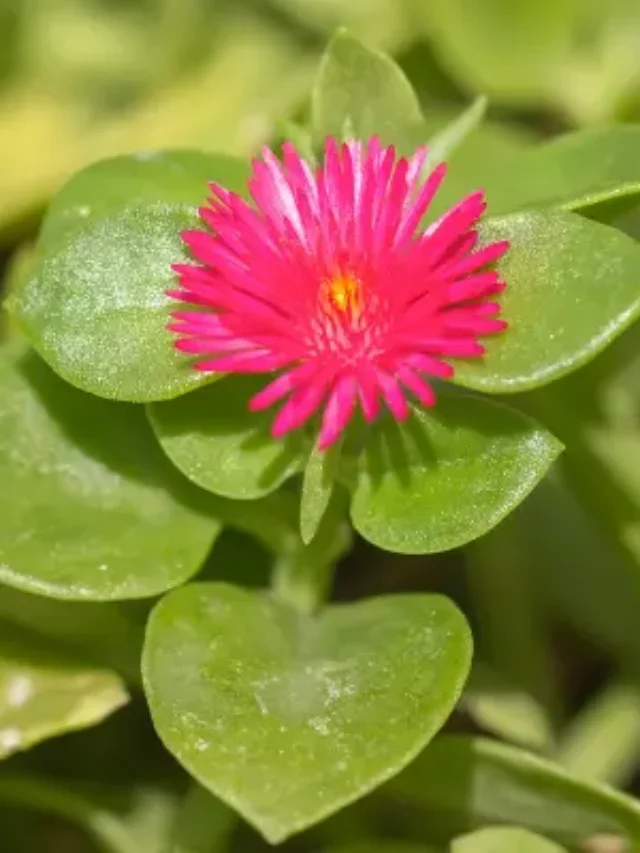 CONHEÇA A LINDA SUCULENTA ROSINHA DO SOL E SAIBA COMO CULTIVAR