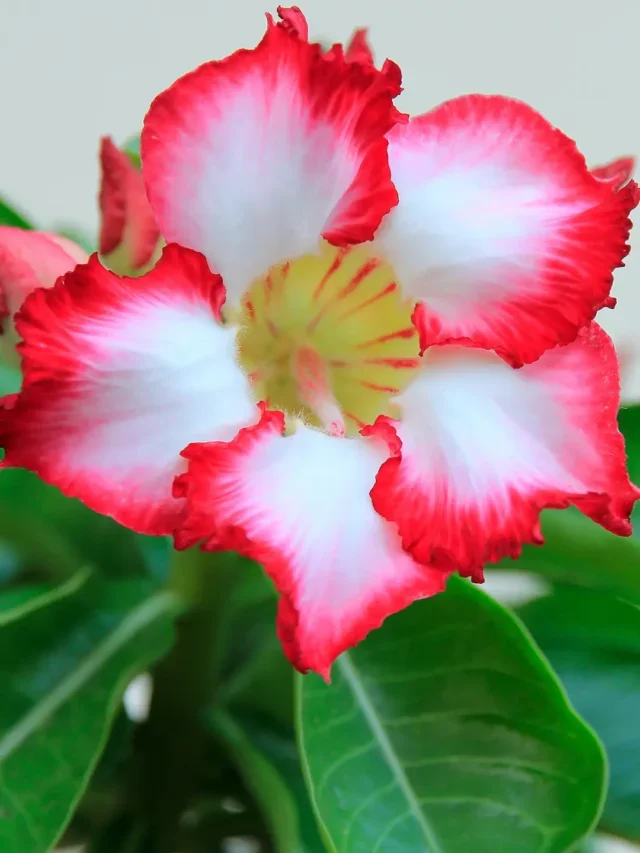 APRENDA A FAZER MUDA DE ROSA DO DESERTO DO JEITO FÁCIL E SIMPLES