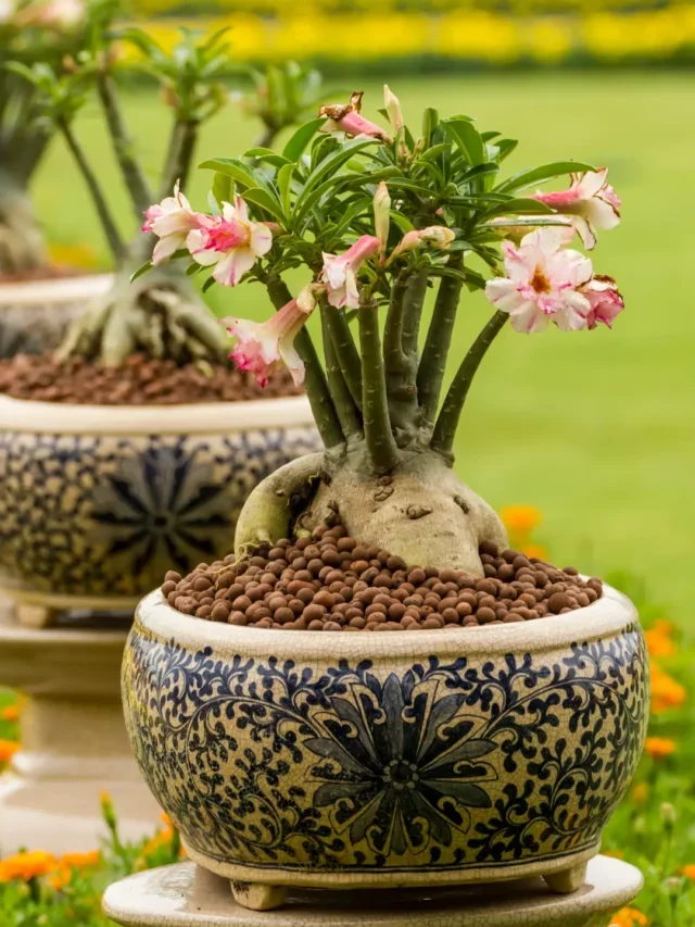 COMO PODAR ROSA DO DESERTO DA MANEIRA CORRETA E MUITO SIMPLES