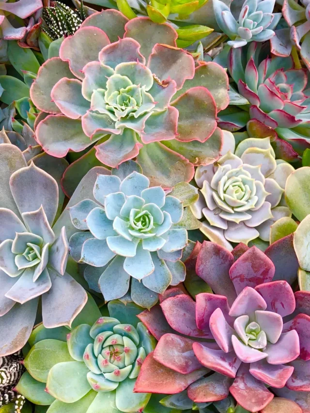 QUE TAL UMA VARIAÇÃO DE SUCULENTAS EM SEU JARDIM? SAIBA COMO CULTIVAR