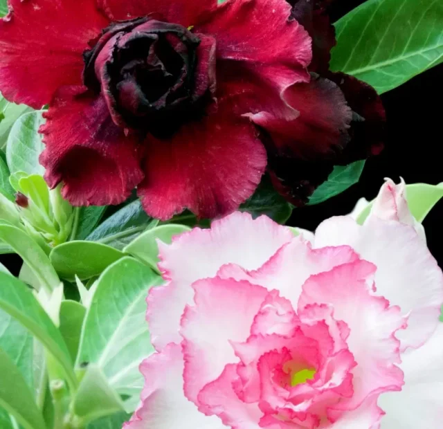 Como plantar Rosa do deserto