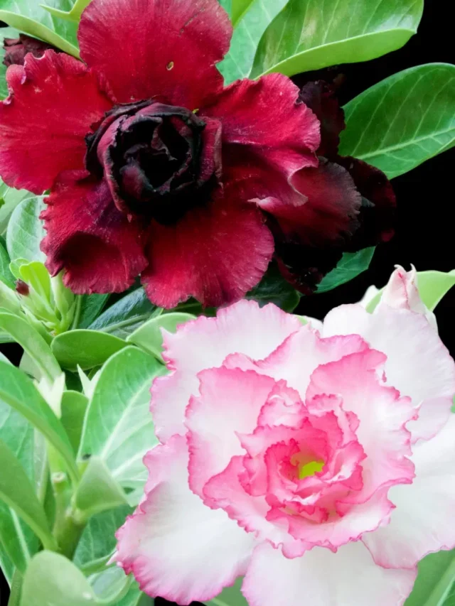 DESCUBRA A TÉCNICA PARA CULTIVAR E TER ROSA DO DESERTO EM 3 CORES