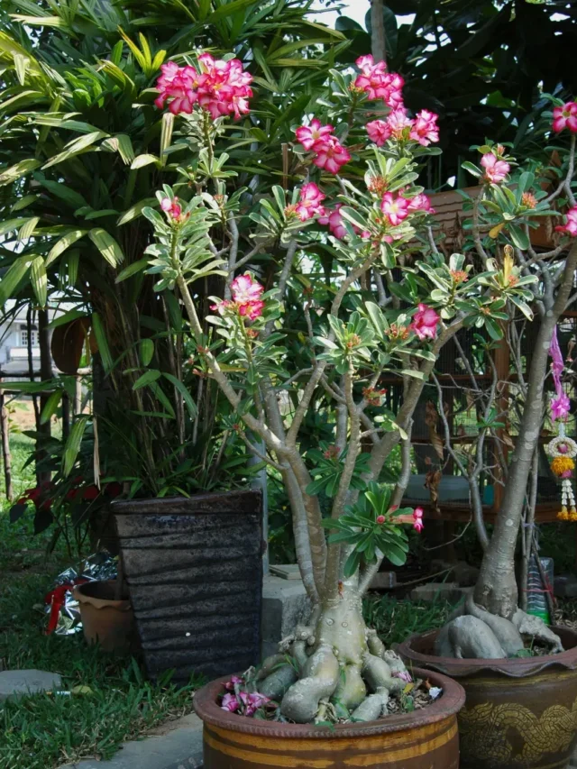 DESCUBRA COMO PODAR ROSA DO DESERTO DA MANEIRA SIMPLES