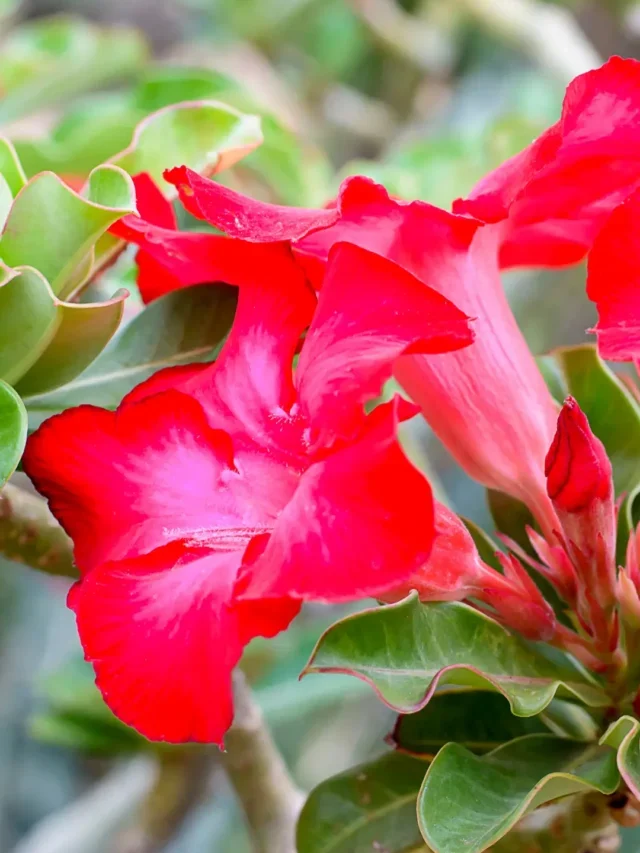SAIBA COMO PODAR ROSA DO DESERTO DA MANEIRA CORRETA E FÁCIL