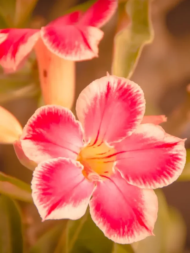 PODAR ROSA DO DESERTO DE FORMA CERTA? SAIBA COMO FAZER AGORA