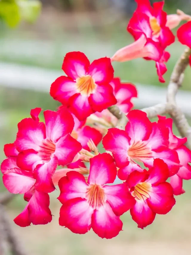 VEJA COMO PODAR ROSA DO DESERTO DO JEITO CORRETO E FÁCIL