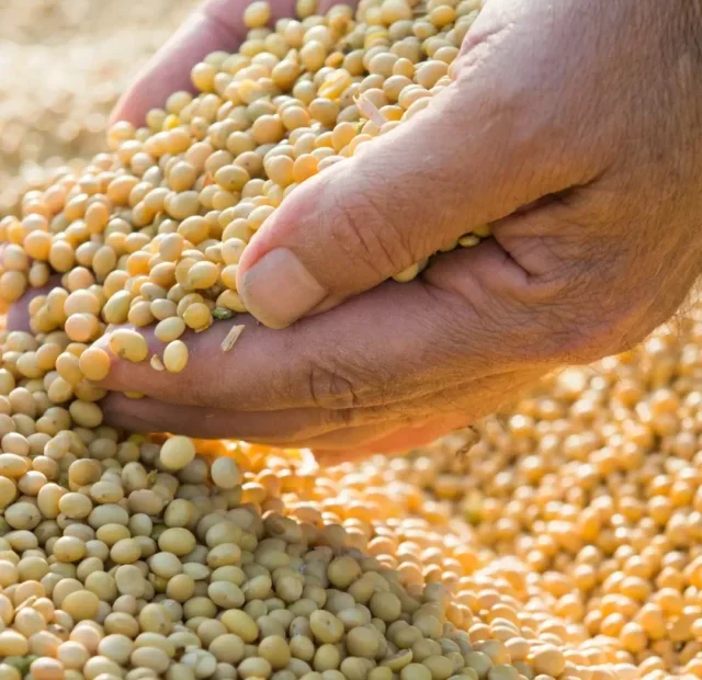 Mercado da soja
