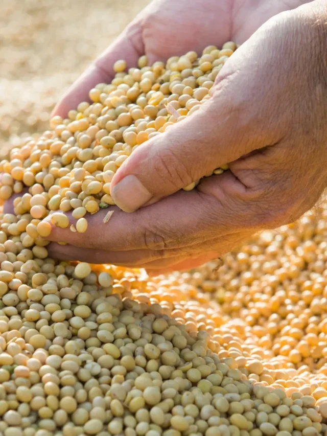 MERCADO DA SOJA BRASILEIRA E SUAS TENDÊNCIAS SAIBA  MAIS