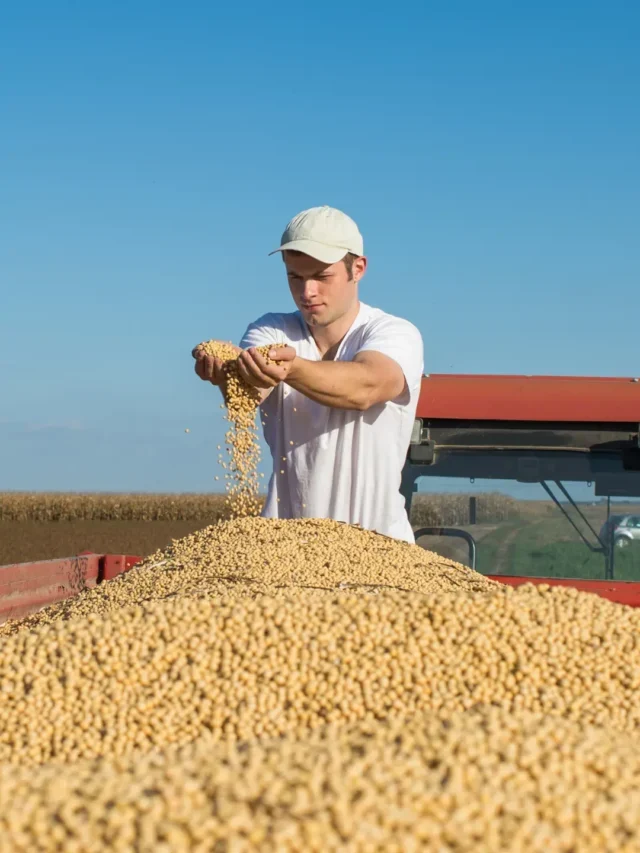 MERCADO DE SOJA DO BRASIL E SUA TENDÊNCIA PARA ESTE ANO