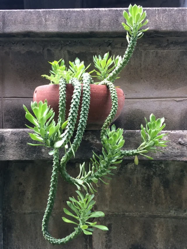 VOCÊ CONHECE O CACTO RABO-DE-RATO? DESCUBRA COMO PLANTAR