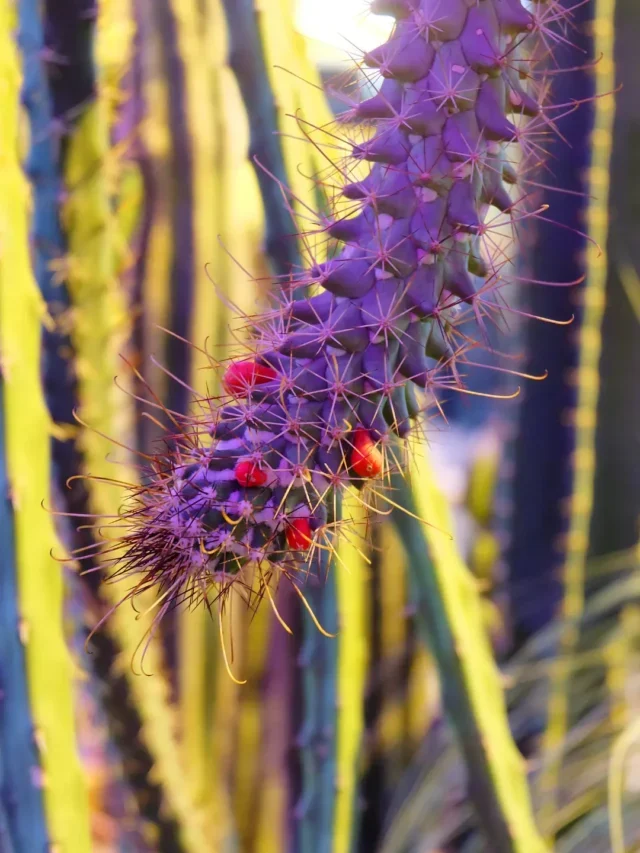 QUE TAL TER UM CACTO RABO-DE-RATO NO SEU JARDIM? SAIBA COMO PLANTAR