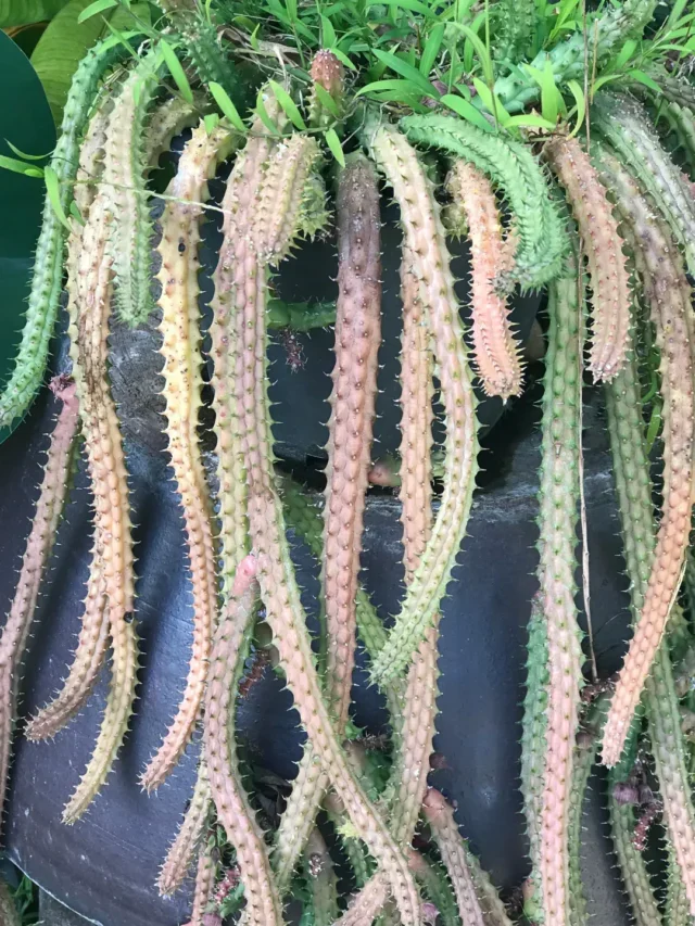 INCRÍVEL CACTO RABO-DE-RATO CONHEÇA E APRENDA A CULTIVAR NO JARDIM