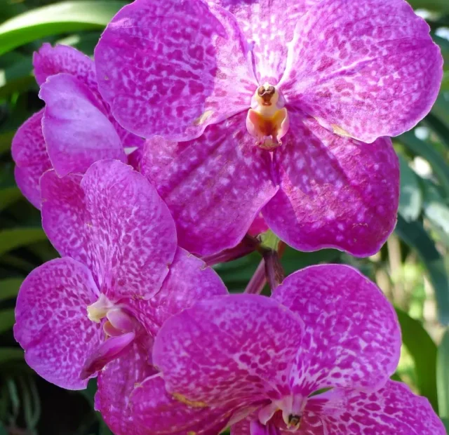 ORQUÍDEA