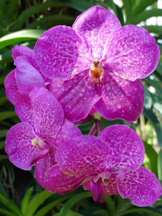 ORQUÍDEAS DESCUBRA COMO MUDAR DE VASO DA FORMA CORRETA
