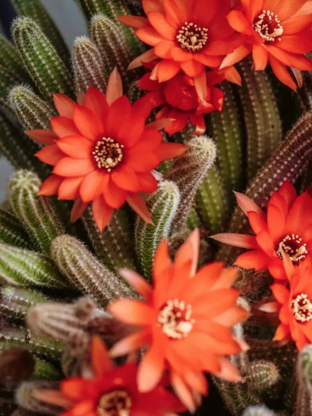 VENHA CONHECER O CACTO AMENDOIM E SAIBA COMO CULTIVAR EM CASA