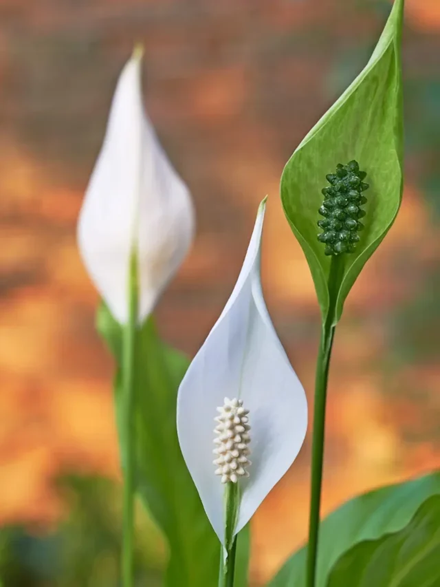 APRENDA COMO PODAR LÍRIO DA PAZ APRENDA DA FORMA CERTA