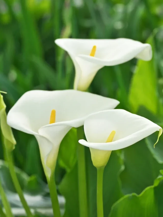 LÍRIO DA PAZ DESCUBRA O SEGREDO DE PODAR DA MANEIRA SIMPLES E RÁPIDA