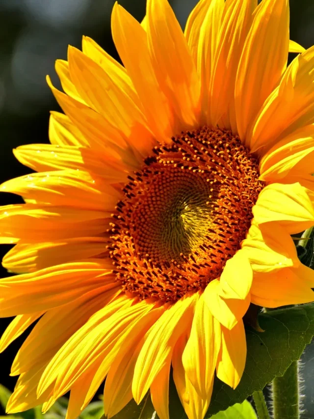 VOCÊ SABE COMO CULTIVAR GIRASSOL NO JARDIM? APRENDA DE FORMA SIMPLES