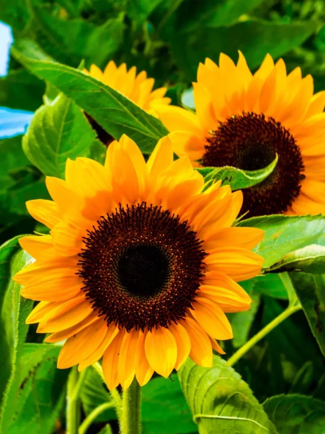 DESCUBRA AGORA O SEGREDO PARA TER LINDOS GIRASSÓIS EM SEU JARDIM