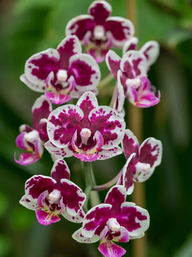 CONHEÇA A INCRÍVEL ORQUÍDEA PERISTERIA ELEITA A MAIS LINDA DA ESPÉCIE