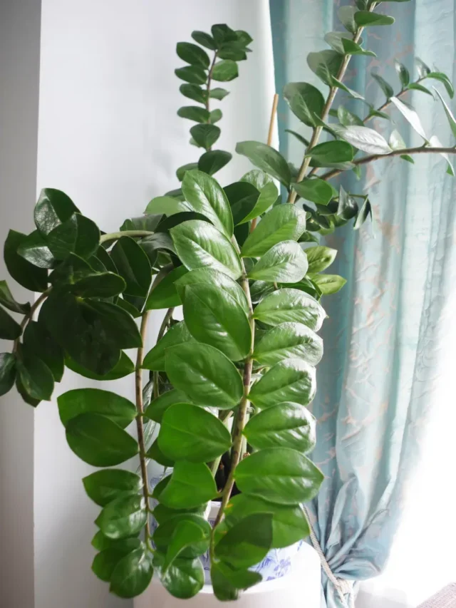 TUDO QUE VOCÊ PRECISA SABER PARA CULTIVAR A ZAMIOCULCA EM VASO