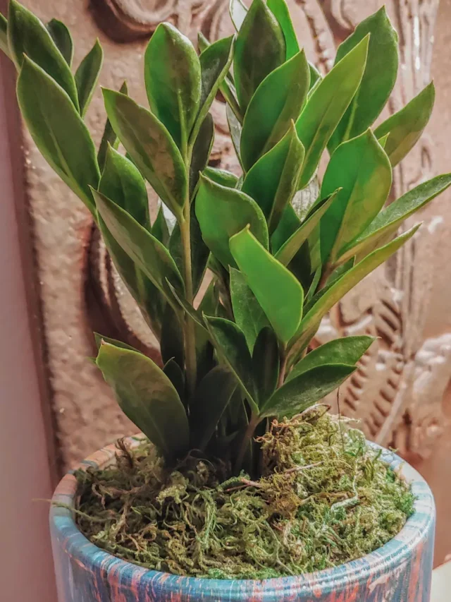 ZAMIOCULCA EM VASO DESCUBRA O SEGREDO PARA CULTIVAR DA MANEIRA CERTA