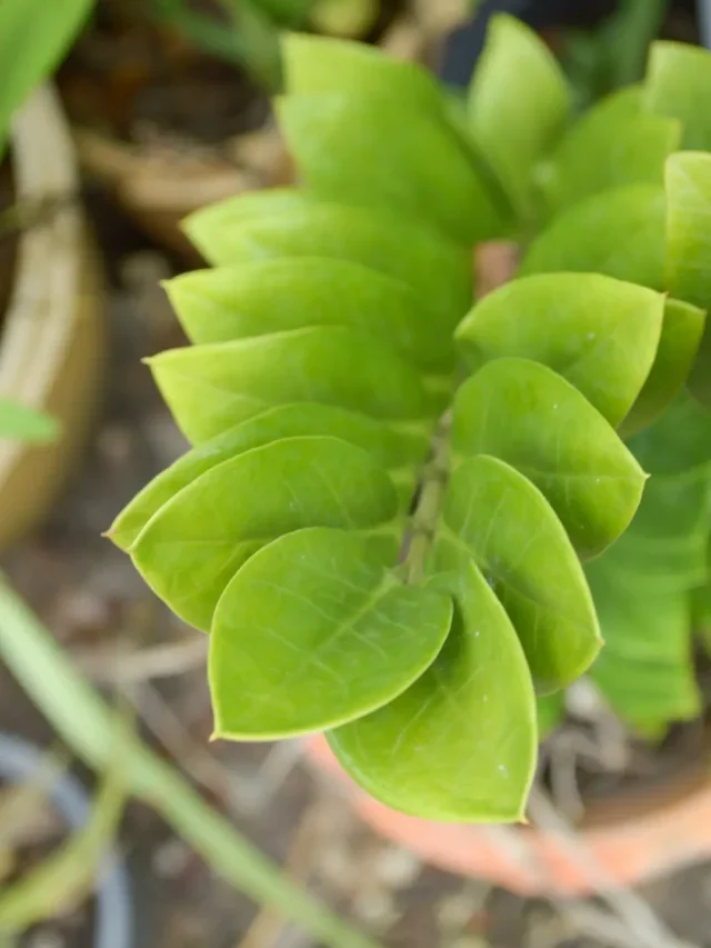 TÉCNICA INFALÍVEL PARA CULTIVAR A ZAMIOCULCA EM VASO DA MANEIRA FÁCIL