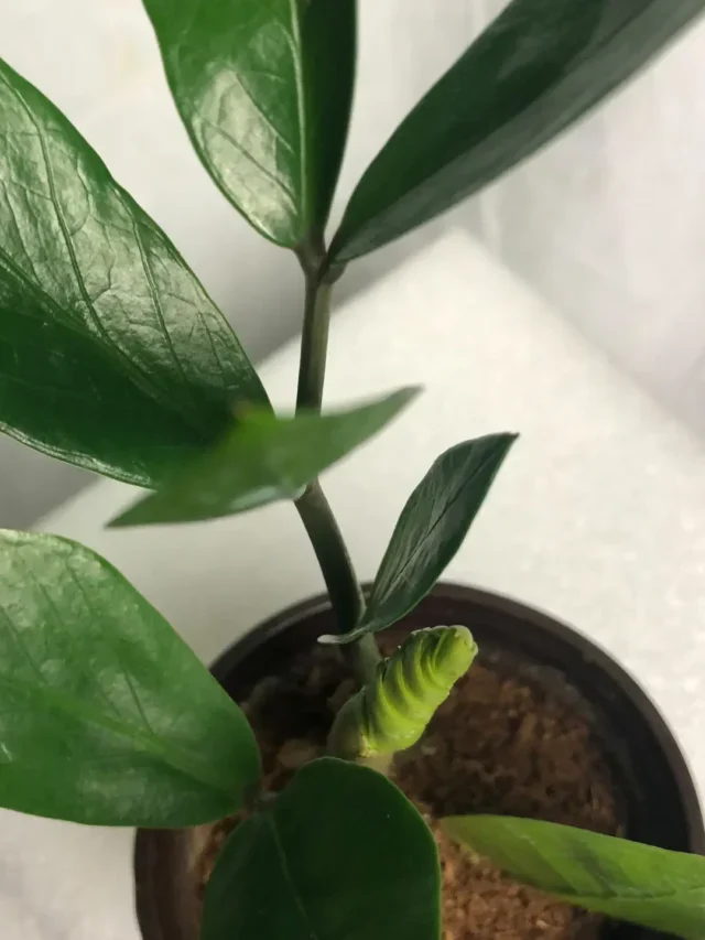 QUE TAL CULTIVAR ZAMIOCULCA EM VASO? VEJA ESTA TÉCNCA INFALÍVEL