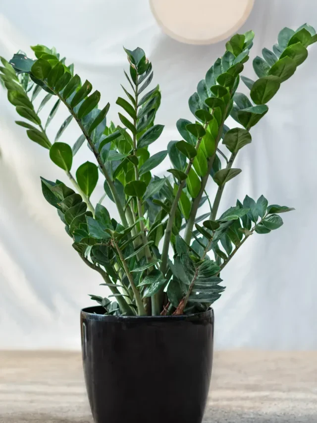 APRENDA A CULTIVAR ZAMIOCULCA EM VASO COM ESTA TÉCNCA INCRÍVEL