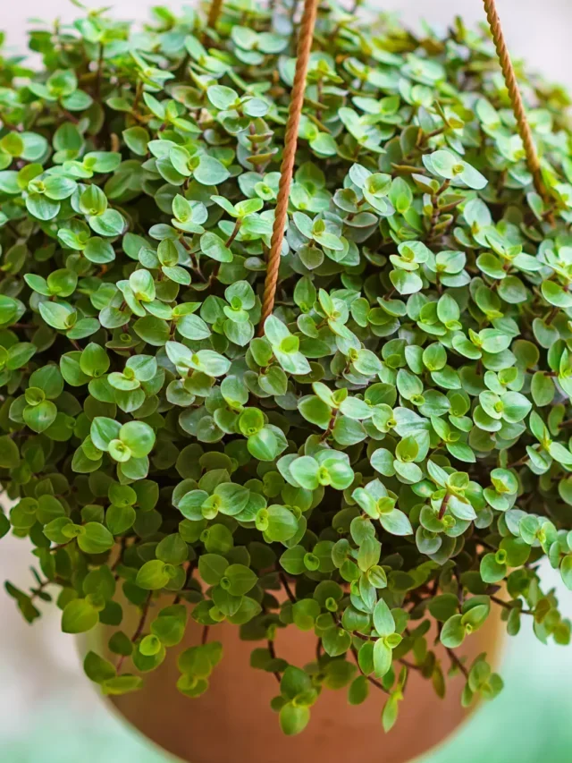 TUDO QUE VOCÊ PRECISA SABER PARA CULTIVAR DINHEIRO-EM-PENCA NO JARDIM