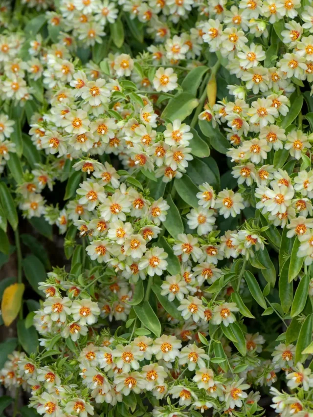 TUDO QUE VOCÊ PRECISA SABER PARA CULTIVAR ORA-PRO-NÓBIS EM VASO