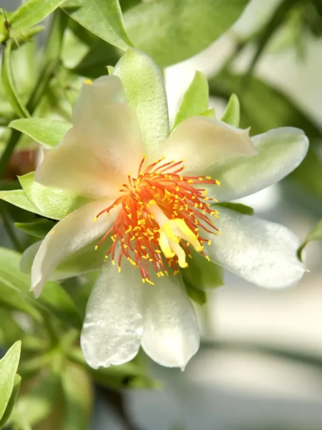 COMO CULTIVAR ORA-PRO-NÓBIS EM VASO DE MANEIRA FÁCIL E SIMPLES