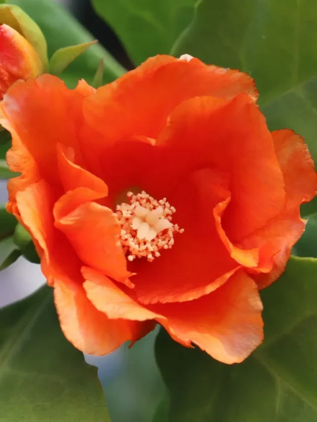 ORA-PRO-NÓBIS TUDO QUE VOCÊ PRECISA SABER SOBRE SEU CULTIVO