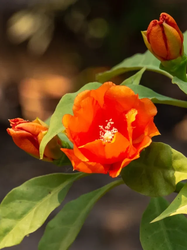 QUE TAL CULTIVAR ORA-PRO-NÓBIS EM VASO? VEJA ESTA TÉCNICA INFALÍVEL