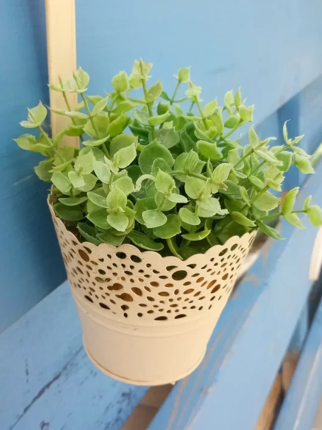 VOCÊ CONHECE DINHEIRO-EM-PENCA? ENTENDA POR QUE ELA ATRAI PROSPERIDADE