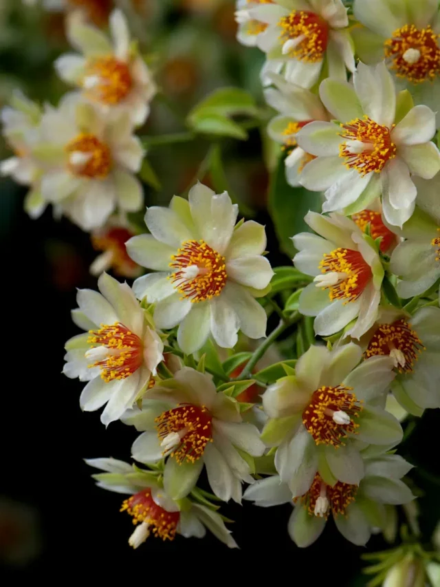 ORA-PRO-NÓBIS DESCUBRA O INCRÍVEL SEGREDO PARA CULTIVAR FACILMENTE