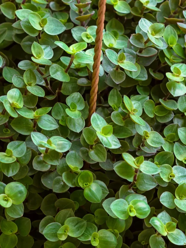 VOCÊ CONHECE DINHEIRO-EM-PENCA? DESCUBRA COMO CULTIVAR DO JEITO FÁCIL