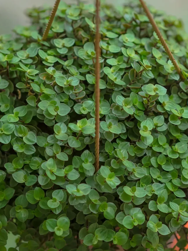 QUE TAL CULTIVAR DINHEIRO-EM-PENCA? CONFIRA ESTA TÉCNICA INFALÍVEL